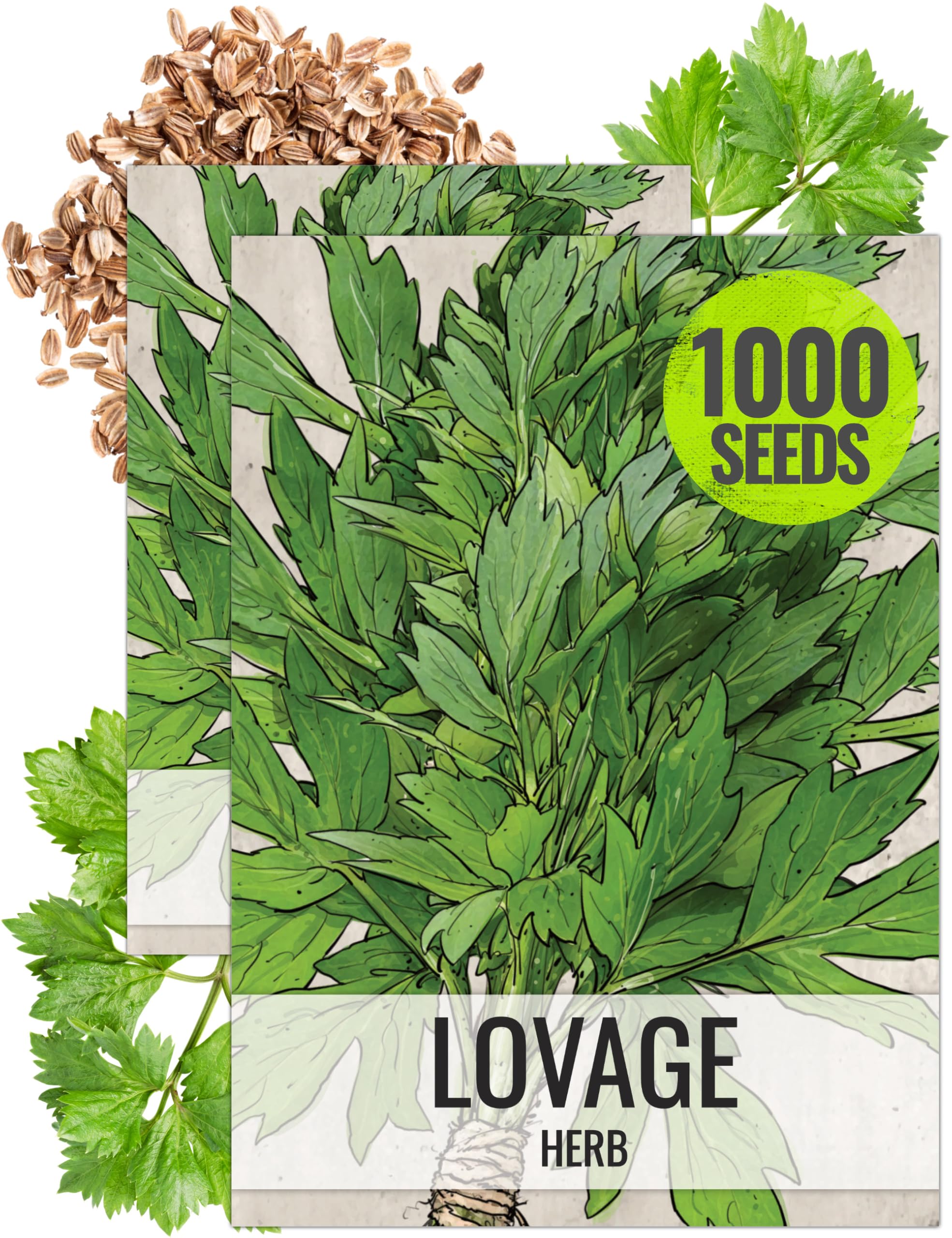 Amazon.com : Seed Needs Lovage Seeds for Planting - Non-GMO